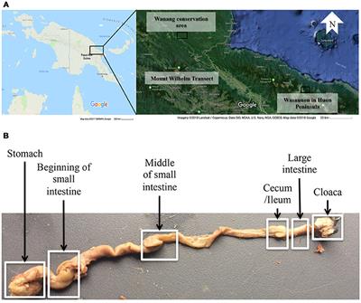 Comparative Analyses of the Digestive Tract Microbiota of New Guinean Passerine Birds